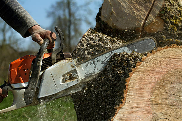 Best Emergency Storm Tree Removal  in Chandler, TX